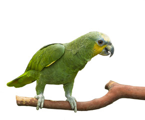 Green parrot perched on a branch