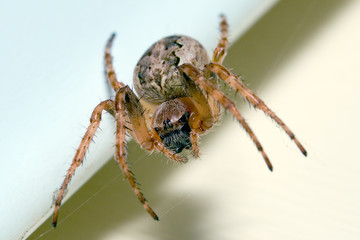 spider