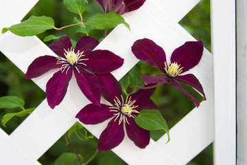 clematis flowers climb on gazebo lattice in the garden