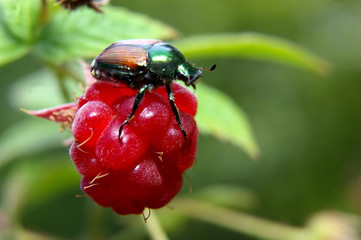 Raspberry and a bug