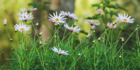 spring image of daisies in a field