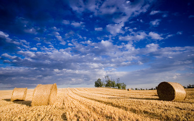 Bale in landscape