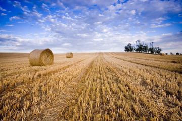 Bale in landscape
