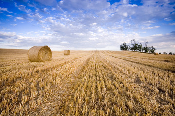 Obraz premium Bale in landscape
