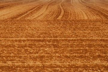 Picturesque soil