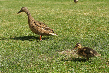 Le canard et son petit