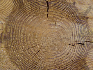 Timber tezture