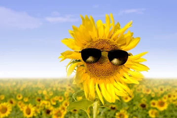 Papier Peint Lavable Tournesol sunflower in sunglasses