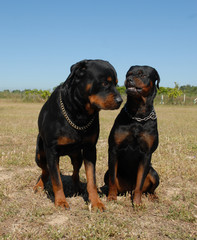 Obraz premium chienne rottweiler agressive et son male