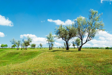 Fototapeta na wymiar The tree, pasture and blue sky.