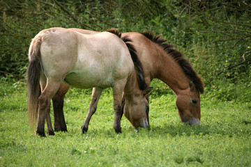 Przewalski-Pferde