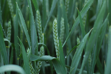 Obraz premium weizen