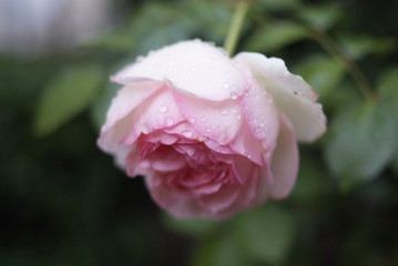 rose et rosée