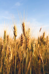 wheat ears close-up in a field