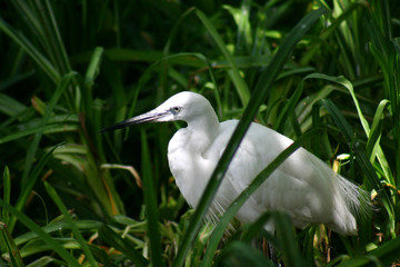 aigrette garzette