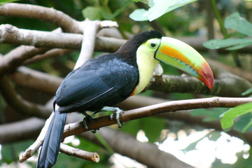 toucan à bec carené