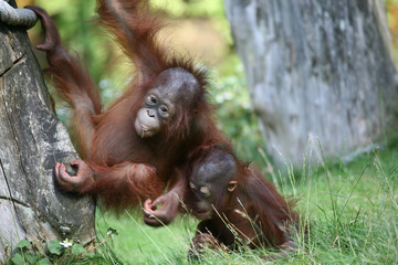 Two young orang utan babies playing together in the zoo