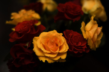 red and yellow roses