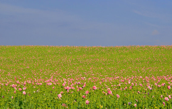 Poppy field © Liaurinko