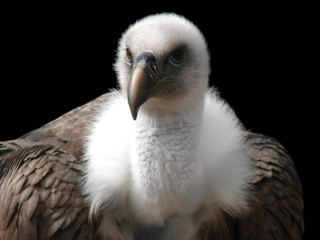 Gänsegeier