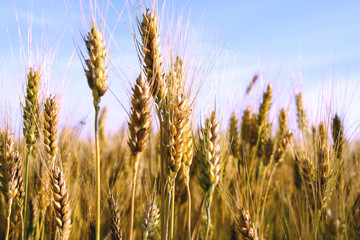 wheat ears close-up in a field