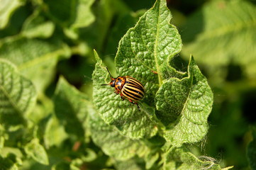 Colorado beetle on  potato leaf