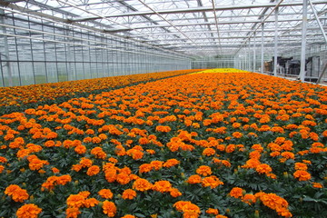 Gartenbau Kulturen Tagetes