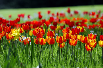 Rotgelbe Tulpen im Gegenlicht