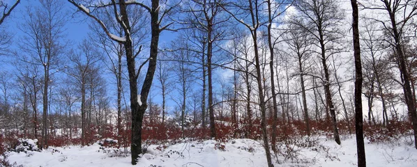 Foto auf Leinwand alberi con neve © annibal999