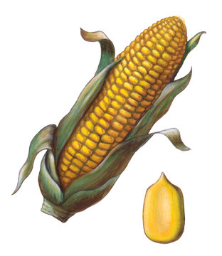 Corn cob and kernel. Hand painted illustration.