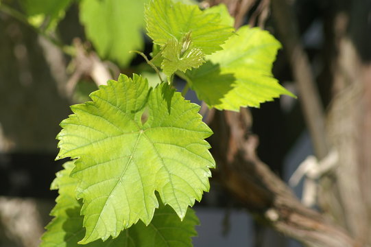Weinbl&auml;tter