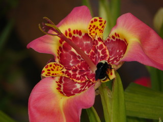 Fototapeta na wymiar Bumble Bee and Pink Lily 2