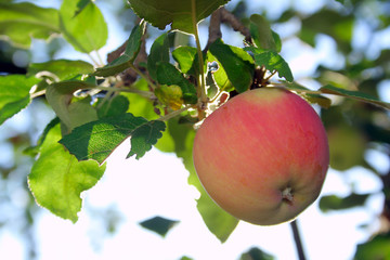 Red and green apples on the tree branch