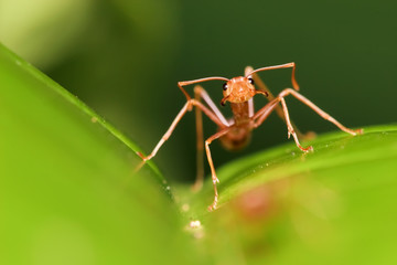 agressive red ant guard
