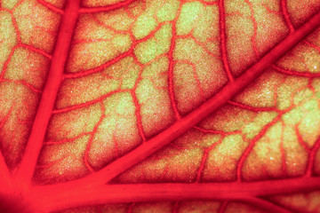  vapourus and blood-red geranium leaf 