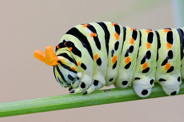 Papilio machaon caterpillar diffusing bad smell 