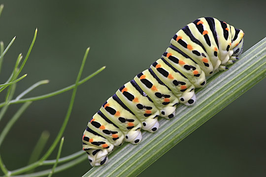 Papilio machaon's caterpillar