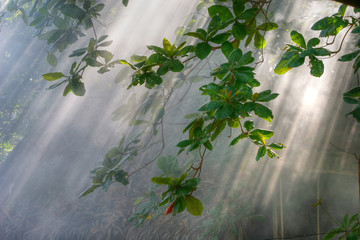rays of sunlight and campfire smoke  in  jungle vegetation