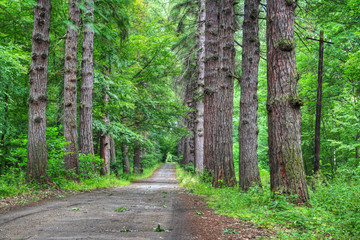 Road through old larch forest
