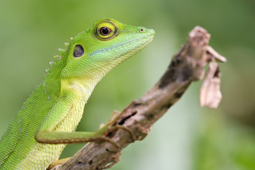Naklejka na ściany i meble Zielona Crested Lizard (Bronchocela cristatella)