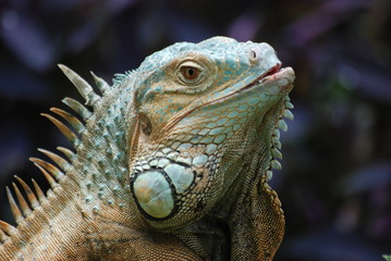 iguane