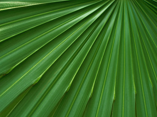Obraz premium Tropical leaf close up