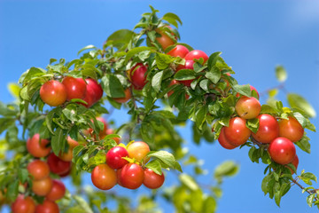 Obraz premium succulent prunes