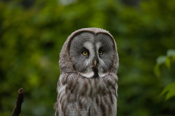  Eagle Owl  Bubo bubo