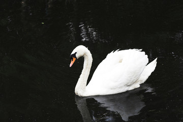 swan swiming in pond