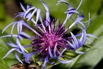 Beautiful Purle Flower © Cambo
