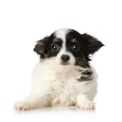 Papillon in front of a white background