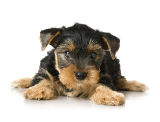 Yorkshire Terrier in front of a white background