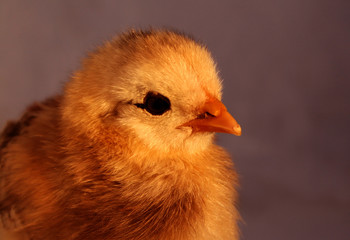 Aracauna Chick 6