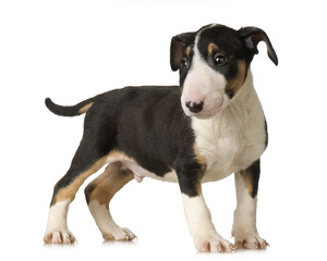 Bull Terrier in front of a white background